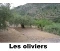 les-oliviers